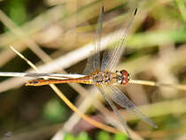 Eine gemeine Heidelibelle in der Draufsicht. (Jarmen, August 2013)