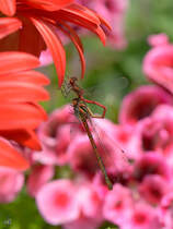 In unserem Garten konnte ich diese Hufeisenazurjungfern bei der Paarung beobachten. (Hattingen, Mai 2016)