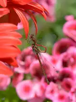 In unserem Garten konnte ich diese Hufeisenazurjungfern bei der Paarung beobachten. (Hattingen, Mai 2016)