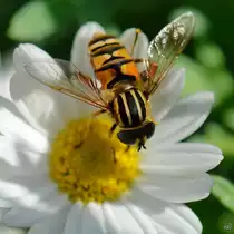 Eine gemeine Winterschwebfliege auf der Suche nach Nektar. (Hattingen, September 2016)