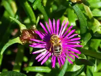Bienchen auf Bl�mchen..., Sommer 2020
