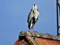 Graureiher genie�t auf einem Bein die letzten Sonnenstrahlen in Wetzikon, Kanton Z�rich, Schweiz - 08.08.2021
