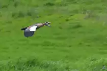 Diese Nilgans konnte ich Anfang Mai 2021 in Rheinn�he beobachten. (Duisburg, Mai 2021)