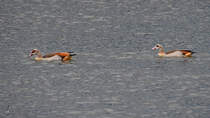 Zwei Nilgnse schwimmen auf dem Rhein. (Duisburg, Mai 2021)
