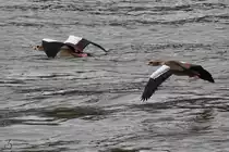 Zwei Nilg�nse im Tiefflug �ber den Rhein. (Unkel, August 2021)