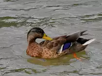Diese junge Stockente konnte ich im August 2021 bei der Gefiederpflege beobachten. (Unkel)
