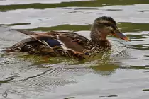 Eine junge Stockente war Anfang August 2021 auf dem Rhein bei Unkel unterwegs.