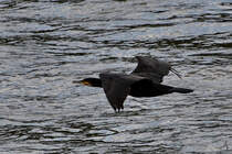 Ein Kormoran im Tiefflug ber den Rhein. (Unkel, August 2021)