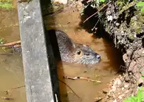 Bisamratte im Schlo�park Gracht in Erftstadt-Liblar - 30.05.2021