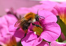 Hummel auf Petuniablte im Garten - 13.06.2021
