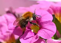 Hummel auf Petuniabl�te im Garten - 13.06.2021