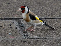 Ein Stieglitz wartet Anfang August 2021 auf dem Bahnsteig am Hauptbahnhof Wanne-Eickel (auf den nchsten Zug). 