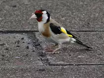 Ein Stieglitz wartet Anfang August 2021 auf dem Bahnsteig am Hauptbahnhof Wanne-Eickel (auf den n�chsten Zug). 