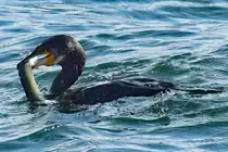 Ein Kormoran hat einen Aal gefangen. Ostsee bei L�beck-Travem�nde, 21.08.2021
