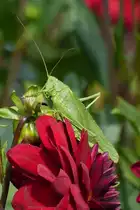 Heupferd an einer Dahlienbl�te in unserem Blumengarten. 21.08.2021