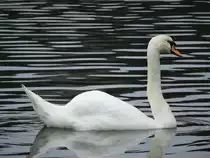 BILDSCH�N UND ELEGANT: SCHWAN AUF DER LAHN IN WETZLAR
Kein  Wunder,dass Camille Saint-Saens ihm im  Karneval der Tiere  das sch�nste St�ck gewidmet hat...In WETZLAR,LAHN,22.8.21