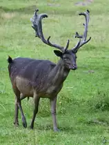 Dieser dunkle Damhirsch war Mitte August 2021 im Park  Ivenacker Eichen  unterwegs. 