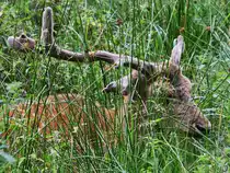 Ein Damhirsch ruht im tiefen Gras, so gesehen Mitte August 2021 im Park  Ivenacker Eichen .