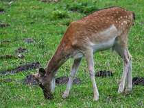 Dieser Damhirsch graste Mitte August 2021 auf einer Wiese im Park  Ivenacker Eichen .