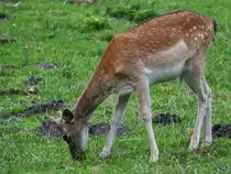 Dieser Damhirsch graste Mitte August 2021 auf einer Wiese im Park  Ivenacker Eichen .