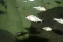 Ein paar Blinde H�hlensalmler (Astyanax mexicanus) am 7.12.2009 im Zoo Dresden.