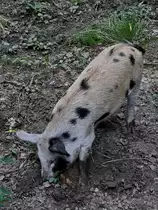 Turopolje-Schweine sind sehr robust, resistent gegen K�lte und gegen Schweinekrankheiten. (Ivenacker Eichen, August 2021)