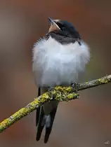 Der k�hle Wind pl�stert das Brustgefieder dieser jungen Schwalbe auf. (Jarmen, August 2021)
