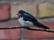 Eine junge Schwalbe ruht sich auf sp�rlichem Ge�st aus. (Jarmen, August 2021)