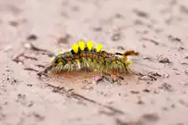 26.08.2021. Zetel. Raupe des Schlehenspanners nach der letzten H�utung. Aufgenommen in unserem Garten