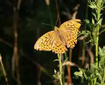 Kaisermantel auf Distel; Aufnahme vom fr�hen Abend des 03.09.2021 auf dem Waldweg  Alte Herrenlinie ...