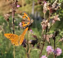Kaisermantel und Kleiner Fuchs auf Distelbl�ten; Aufnahme vom fr�hen Abend des 03.09.2021 auf dem Waldweg  Alte Herrenlinie ...