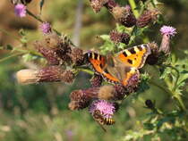 Kleiner Fuchs auf Distelblten; Aufnahme vom frhen Abend des 03.09.2021 auf dem Waldweg  Alte Herrenlinie ... 