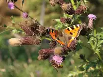 Kleiner Fuchs auf Distelbl�ten; Aufnahme vom fr�hen Abend des 03.09.2021 auf dem Waldweg  Alte Herrenlinie ... 