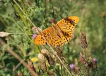 Kaisermantel auf Distelbl�te; Aufnahme vom fr�hen Abend des 03.09.2021 auf dem Waldweg  Alten Herrenlinie ...