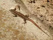 Eidechse l�sst sich ganz ruhig fotografieren, in Glion sur Montreux, Schweiz - 27.04.2012