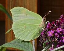 Zitronenfalter an unserem Schmetterlingsstrauch. 09.09.2021

