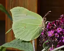 Zitronenfalter an unserem Schmetterlingsstrauch. 09.09.2021

