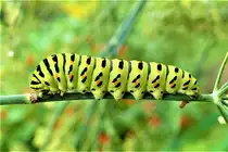 Raupe des Schwalbenschwanzfalters an Fenchelpflanze - Dresden - 31.08.2021