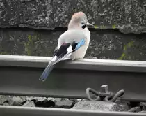 JUNGER EICHELH�HER AUF DB-GLEIS
Kein sehr gesunder Rastplatz,aber nach viel Gezetere und Gekreische mit anderen Pubertierenden Eichelh�hern war er auch nach wenigen Sekunden schon wieder weg...
am 21.9.2021 an der Siegstrecke in NIEDERSCHELDEN.....