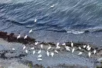 Schw�ne bei rauher See vor R�gen auf Landgang zur Gefiederpflege, diejenigen die das putzen beendet haben zog es wieder aufs Wasser zur�ck. - 26.09.2021
