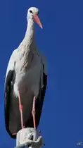 Ein Wei�storch im Zoo Madrid. (Dezember 2010)