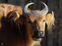 Dieser Wasserb�ffel war Mitte Dezember 2010 im Zoo Madrid zu sehen.