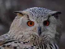 Ein Kauz Mitte Dezember 2010 im Zoo Madrid.