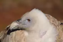 Dieser G�nsegeier war Mitte Dezember 2010 im Zoo Madrid zu sehen.