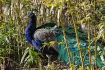 Ein Pfau im Gr�nen, so gesehen Mitte Dezember 2010 im Zoo Madrid.