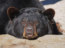 Ein trger Braunbr geniet die Wintersonne. (Zoo Madrid, Dezember 2010)