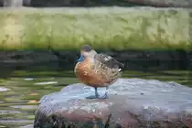 Schopfente (Lophonetta specularioides), eine Entenart aus dem s�dlichen S�damerika und den Falklandinseln, am 7.12.2009 im Zoo Dresden. 