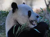 Ein Panda genie�t das frische Bambusgras. (Zoo Madrid, Dezember 2010)