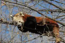 Einfach mal etwas abh�ngen, ein Roter Panda beim relaxen. (Zoo Madrid, Dezember 2010)