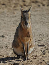 Ein Pampashase war Mitte Dezember 2010 im Zoo Madrid zu sehen.